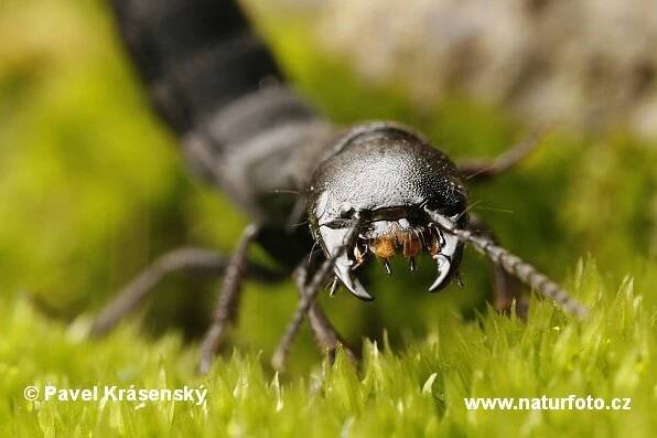 Drabčík | Naturfoto.cz