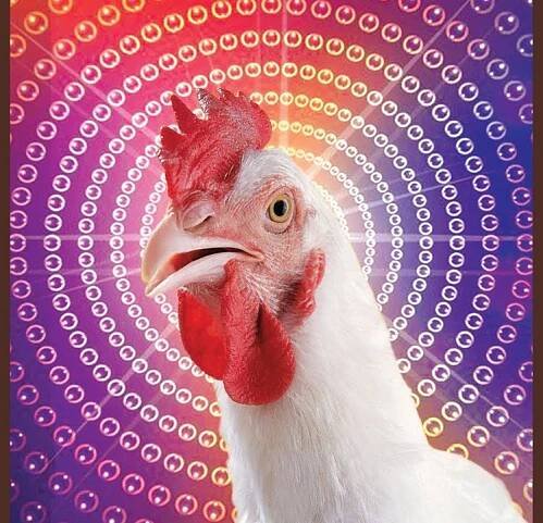 Chicken Song (Instrumental Version)