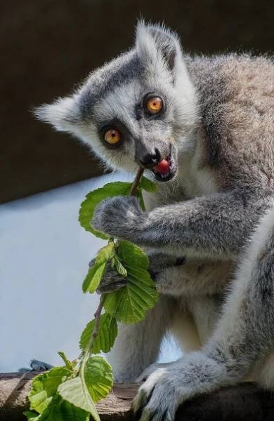 Zoopark Olovnice – tip na výlet | Vyletnik.cz
