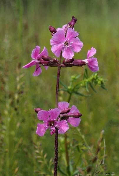 Smolnička obecná (Lychnis viscaria), květy, květenství
