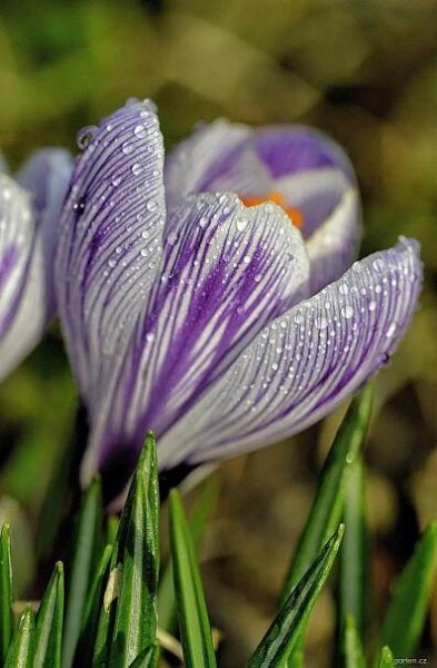 Forum / Obrázek : Šafrán jarní (Crocus vernus)