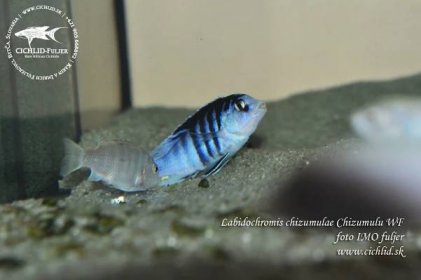Labidochromis-chizumulae-Chizumulu-WF-(3)