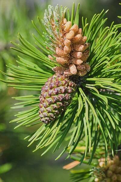 A close up vertical image of male and female cones on a mugo pine pictured in bright sunshine.