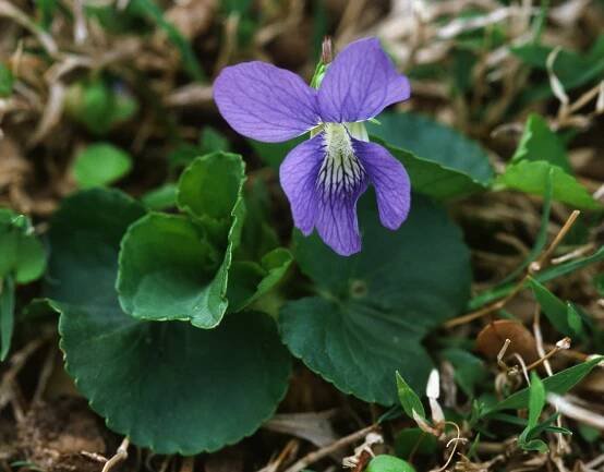 Viola sororia – Botanikim