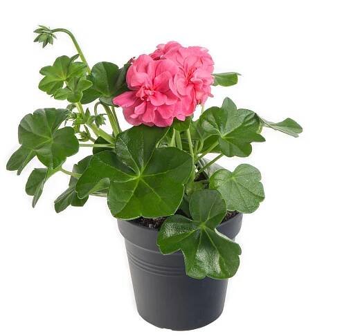 Muškát převislý, Pelargonium peltatum, světle růžový skladem