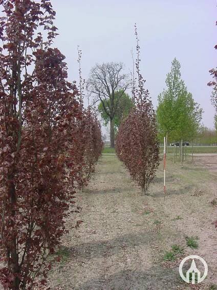Fagus sylvatica ‘Rohan Obelisk’ - Boomkwekerijen M. van den Oever & Zonen