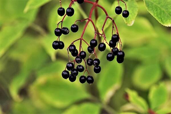 Bez černý - Sambucus nigra - Fifak před bezem si klekni.