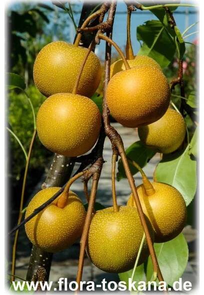 Pyrus pyrifolia var. culta - Nashi Tree