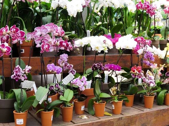 Safe Houseplants for Pets | Garden Barn