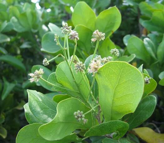 Pithecellobium keyense