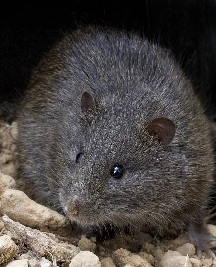 Rattini