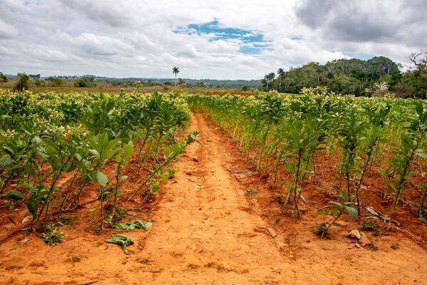 Viñales - PHOTOGRAPHY BY LAURA SALA