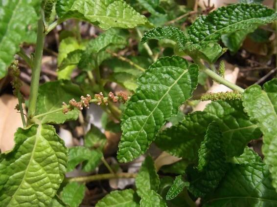 Acalypha nemorum