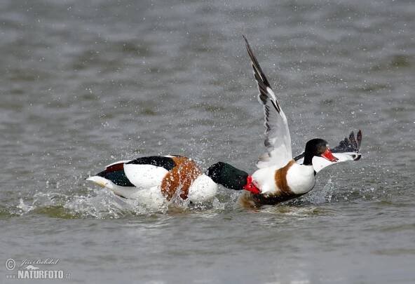 Husice liščí | Naturfoto.cz