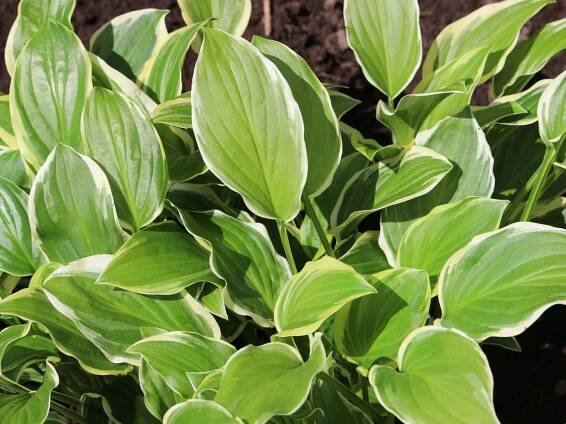 Bohyška - Hosta SO SWEET