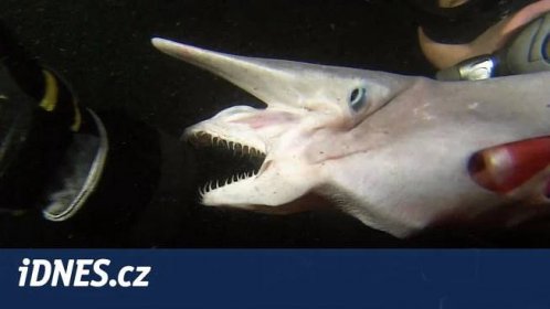 VIDEO: Nejpodivnější žraloci, se kterými se můžete na planetě setkat - iDNES.cz