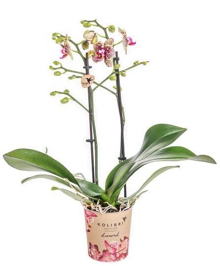 Orchidej Můrovec, Phalaenopsis Kolibri Ethiopia, 2 výhony, žluto - vínová-16108