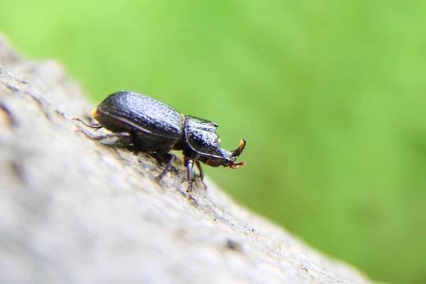 Roháček bukový - Sinodendron cylindricum , Sokolowsko, 15.6.2013 