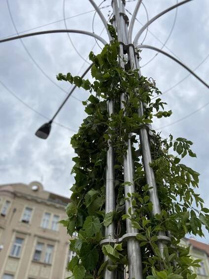 chytrý strom AS-POUSTR _ popínavé rostliny