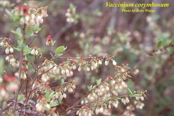 Featured Plant Photo