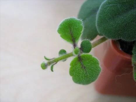 gesneriaceae, podpětovité, saintpaulia, STREPTOCARPUS | pěstování a množení