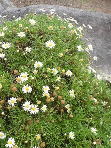 Soubor:Argyranthemum winteri kz2.JPG – Wikipedie