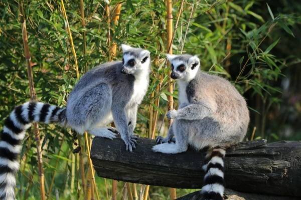 Dovolená Madagaskar, exotická dovolená 2021 | CK Redok
