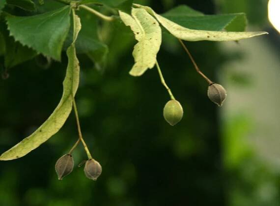 File:Tilia platyphyllos Owoce lipy 656.jpg - Wikimedia Commons