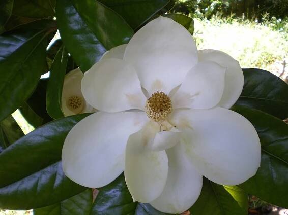 Magnolie