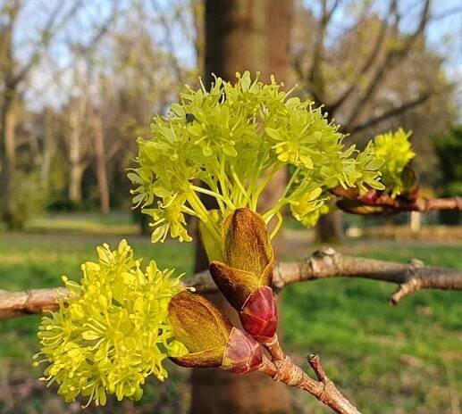 Acer platanoides L., Javor mléč (Světová flóra) - Pl@ntNet identify
