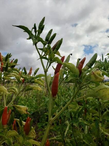 Shop Asian Heirloom Vegetable Seeds — Second Generation Seeds: Asian Vegetable Seeds
