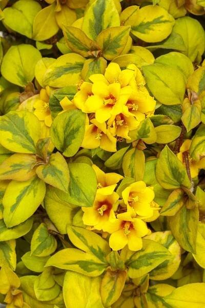 Waikiki Sunset™ - Lysimachia congestiflora | Proven Winners