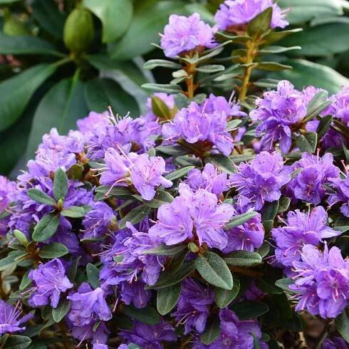 Rododendron Impeditum