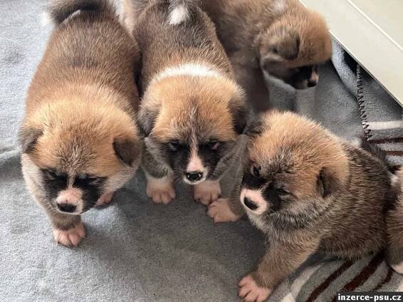 Akita inu štěňata s průkazem původu