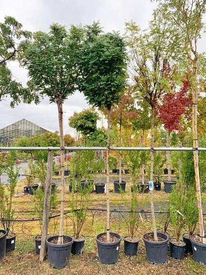 Robinia pseudoacacia 'Umbraculifera' - Kontejnerované | Starkl - zahradní­k spol. s r.o. STROMY