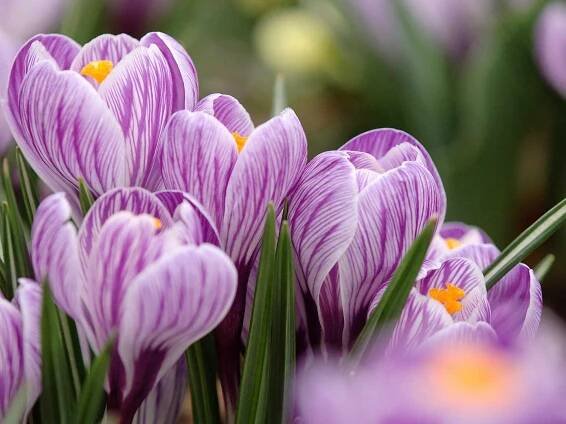 When and how to plant crocus bulbs – for a dazzling display come spring