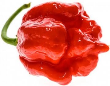 Semínka Piquant Paprička chilli TRINIDAD MORUGA SCORPION RED