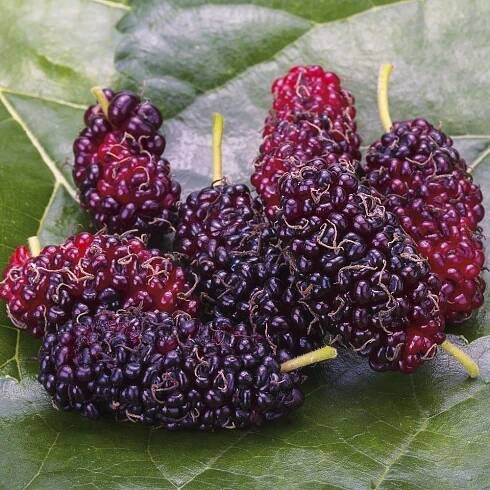 Moruše Mojo Berry