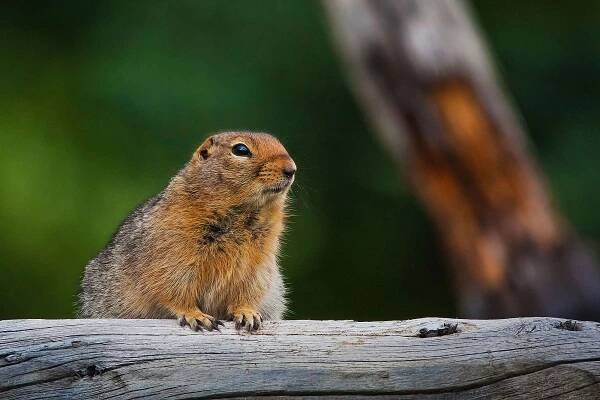 Sysel Parryův (Spermophilus parryii)