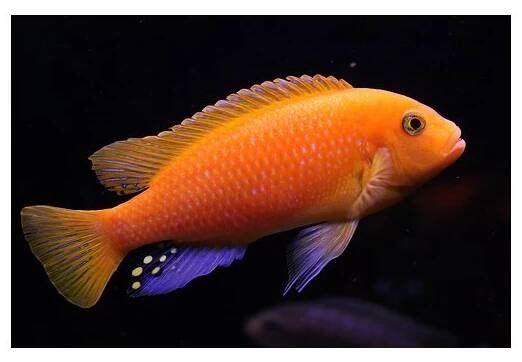 Pseudotropheus zebra red + red - Tlamovec zebra red + red