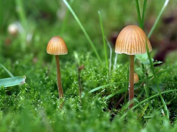 Galerina - čepičatka - myko.cz