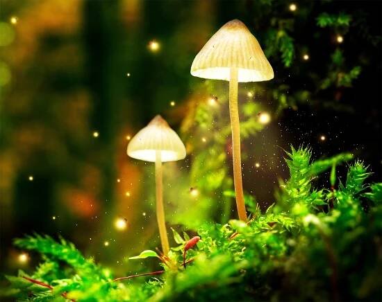 How psilocybin mushrooms got their "magic"