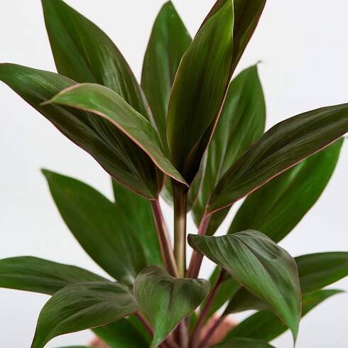 Cordyline Rumba