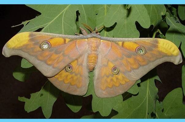 imago - samec