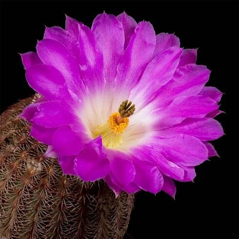 Zeitraffer Echinocereus rigidissimus, Arizona, Madera Canyon (Video)