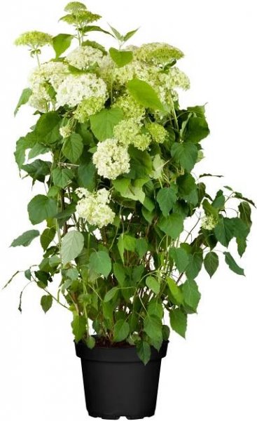 OBI Hortenzie (Hydragena) "Annabelle" bílá výška 40-50 cm, cca 5 l