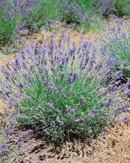 Lavandula angustifolia ´Munstead´ , Levandule úzkolistá, K9