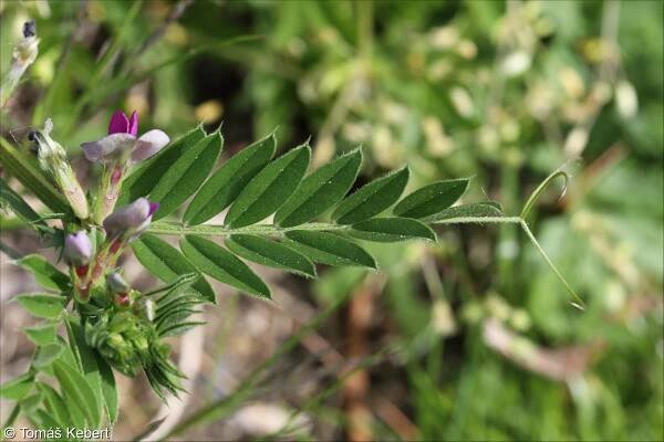 Vicia sativa agg. – okruh vikve seté
