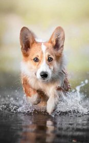 Corgi dog HD wallpaper download