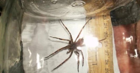 Jak se zbavit pavouků v domácnosti: Stačí pár kaštanů či žaludů a nezvaní hosté si sbalí saky paky